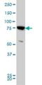 Mitofusin 2 antibody, H00009927-M03, Novus Biologicals, Western Blot image 