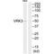 VRK Serine/Threonine Kinase 3 antibody, A09785, Boster Biological Technology, Western Blot image 