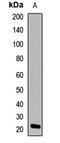 Heat Shock Protein Family B (Small) Member 8 antibody, LS-C668432, Lifespan Biosciences, Western Blot image 