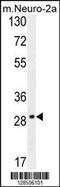 Olfactory Receptor Family 9 Subfamily Q Member 1 antibody, 55-495, ProSci, Western Blot image 