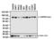 Heat Shock Protein 90 Alpha Family Class B Member 1 antibody, MA5-15863, Invitrogen Antibodies, Western Blot image 