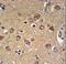 PILR Alpha Associated Neural Protein antibody, LS-C156955, Lifespan Biosciences, Immunohistochemistry paraffin image 