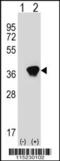 Aldo-Keto Reductase Family 1 Member A1 antibody, 61-464, ProSci, Western Blot image 