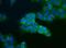 Ubiquitin Specific Peptidase 9 X-Linked antibody, NBP1-48321, Novus Biologicals, Immunofluorescence image 
