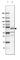 Chromosome 17 Open Reading Frame 75 antibody, HPA004061, Atlas Antibodies, Western Blot image 