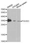 RNA Polymerase II Subunit C antibody, A1785, ABclonal Technology, Western Blot image 