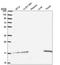 Ubiquitin Conjugating Enzyme E2 A antibody, HPA051765, Atlas Antibodies, Western Blot image 