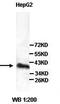Double PHD Fingers 1 antibody, orb76963, Biorbyt, Western Blot image 