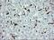 CD163 antibody, NBP2-46115, Novus Biologicals, Immunohistochemistry paraffin image 