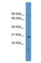 Ras Association Domain Family Member 1 antibody, NBP1-69094, Novus Biologicals, Western Blot image 