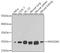 Rho GDP Dissociation Inhibitor Alpha antibody, A03135, Boster Biological Technology, Western Blot image 