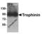 Trophinin antibody, 8245, ProSci, Western Blot image 