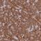 Histocompatibility Minor 13 antibody, PA5-60919, Invitrogen Antibodies, Immunohistochemistry paraffin image 