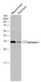 Syntaxin 3 antibody, GTX118549, GeneTex, Western Blot image 