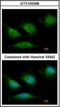 DNA Polymerase Gamma, Catalytic Subunit antibody, orb89380, Biorbyt, Immunocytochemistry image 