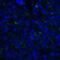 TNF Superfamily Member 14 antibody, RF16062, ProSci, Immunofluorescence image 