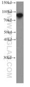 TLE Family Member 3, Transcriptional Corepressor antibody, 66083-1-Ig, Proteintech Group, Western Blot image 