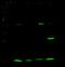 Mago Homolog, Exon Junction Complex Subunit antibody, GTX02337, GeneTex, Western Blot image 
