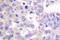 Synaptotagmin 1 antibody, LS-C192167, Lifespan Biosciences, Immunohistochemistry paraffin image 