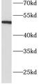 SERPINC1 antibody, FNab00448, FineTest, Western Blot image 
