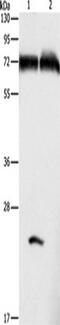 Glycerophosphodiester Phosphodiesterase Domain Containing 5 antibody, TA349529, Origene, Western Blot image 