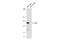 Period Circadian Regulator 2 antibody, GTX631397, GeneTex, Western Blot image 