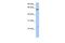 Family With Sequence Similarity 3 Member C antibody, PA5-42664, Invitrogen Antibodies, Western Blot image 