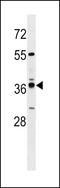 Vomeronasal 1 Receptor 4 antibody, LS-C157352, Lifespan Biosciences, Western Blot image 