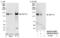 Centriolar Coiled-Coil Protein 110 antibody, NB100-61067, Novus Biologicals, Western Blot image 