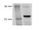 Heat shock 70 kDa protein 1A/1B antibody, NB110-96427, Novus Biologicals, Western Blot image 