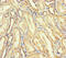 Aspartyl-TRNA Synthetase 2, Mitochondrial antibody, CSB-PA747490LA01HU, Cusabio, Immunohistochemistry frozen image 