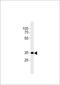 rCB2 antibody, LS-C168348, Lifespan Biosciences, Western Blot image 