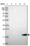 Receptor expression-enhancing protein 6 antibody, NBP2-37919, Novus Biologicals, Western Blot image 