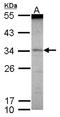 Scm Polycomb Group Protein Like 1 antibody, NBP2-20270, Novus Biologicals, Western Blot image 