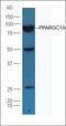 PPARG Coactivator 1 Alpha antibody, orb317701, Biorbyt, Western Blot image 