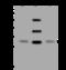 Solute Carrier Family 25 Member 15 antibody, 207157-T44, Sino Biological, Western Blot image 