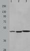 Hypocretin Receptor 2 antibody, TA321364, Origene, Western Blot image 