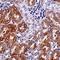 Ankyrin Repeat Domain 54 antibody, orb75237, Biorbyt, Immunohistochemistry paraffin image 