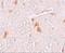 Shisa Family Member 9 antibody, NBP1-76496, Novus Biologicals, Immunohistochemistry paraffin image 