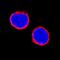 Interleukin 6 Receptor antibody, MAB2271, R&D Systems, Immunofluorescence image 