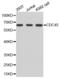 Cell Division Cycle 45 antibody, PA5-76673, Invitrogen Antibodies, Western Blot image 