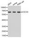 Cell Division Cycle 45 antibody, PA5-76673, Invitrogen Antibodies, Western Blot image 