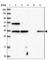 Vestigial Like Family Member 4 antibody, HPA038614, Atlas Antibodies, Western Blot image 