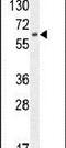 Nuclear Factor, Erythroid 2 Like 1 antibody, PA5-24410, Invitrogen Antibodies, Western Blot image 