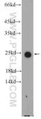 Apolipoprotein M antibody, 12817-1-AP, Proteintech Group, Western Blot image 