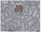 Aminoacylproline aminopeptidase antibody, DM3611P, Origene, Immunohistochemistry frozen image 