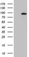 MutL Homolog 1 antibody, LS-C795366, Lifespan Biosciences, Western Blot image 