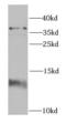FKBP Prolyl Isomerase 1A antibody, FNab03136, FineTest, Western Blot image 