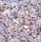 Ring Finger Protein 144A antibody, LS-C162648, Lifespan Biosciences, Immunohistochemistry frozen image 