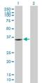 Kinesin Family Member 6 antibody, H00221458-B01P, Novus Biologicals, Western Blot image 